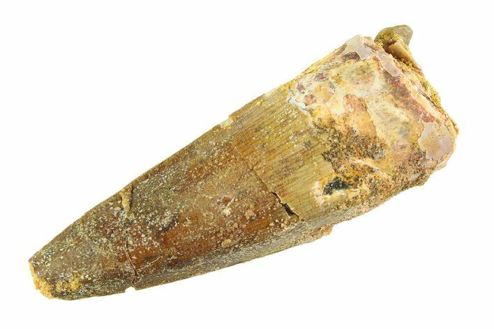 Fossil Spinosaurus Tooth - Real Dinosaur Tooth #353122